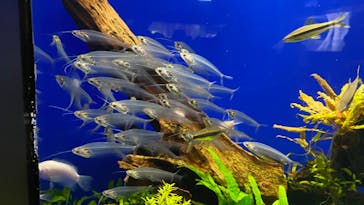 サンシャイン水族館に投稿された画像（2025/3/1）