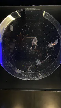 サンシャイン水族館に投稿された画像（2025/3/1）