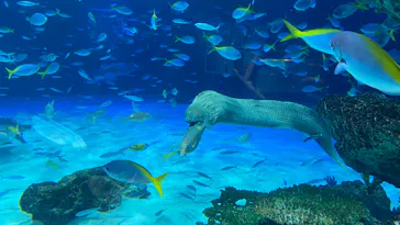 サンシャイン水族館に投稿された画像（2025/3/1）