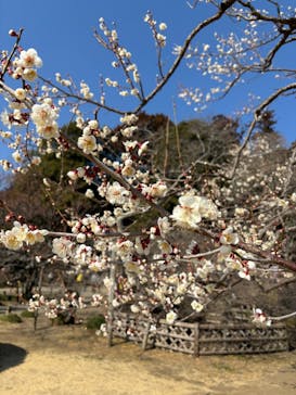 偕楽園本園に投稿された画像（2025/3/1）