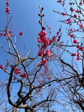 偕楽園本園に投稿された画像（2025/3/1）