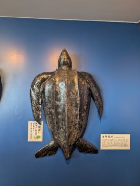 串本海中公園水族館に投稿された画像（2025/3/1）