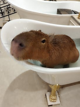 アニタッチららぽーと名古屋みなとアクルスに投稿された画像（2025/3/1）