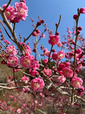 偕楽園本園に投稿された画像（2025/3/1）