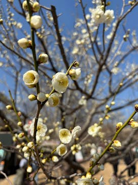 偕楽園本園に投稿された画像（2025/3/1）