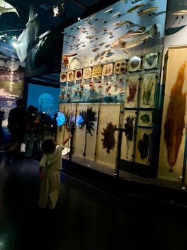 国立科学博物館に投稿された画像（2025/3/1）