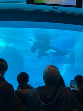名古屋港水族館に投稿された画像（2025/3/1）