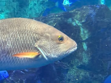 大分マリーンパレス水族館 「うみたまご」に投稿された画像（2025/3/1）