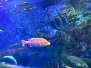 大分マリーンパレス水族館 「うみたまご」に投稿された画像（2025/3/1）