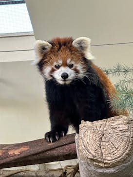 那須どうぶつ王国に投稿された画像（2025/3/1）