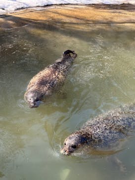 那須どうぶつ王国に投稿された画像（2025/3/1）