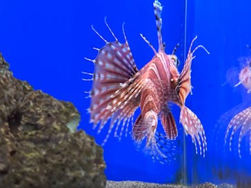 伊豆・三津シーパラダイスに投稿された画像（2025/3/1）