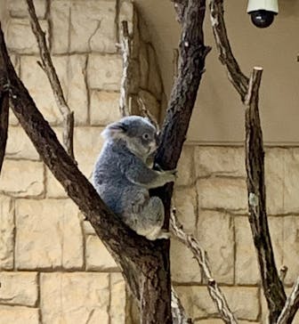 名古屋市東山動植物園に投稿された画像（2025/3/1）