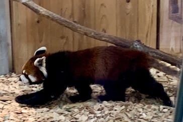 名古屋市東山動植物園に投稿された画像（2025/3/1）