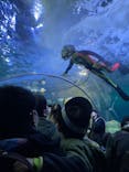 しながわ水族館に投稿された画像（2025/3/1）