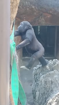 恩賜上野動物園に投稿された画像（2025/3/1）
