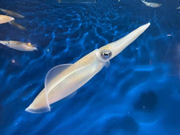 マリンワールド海の中道に投稿された画像（2025/3/1）