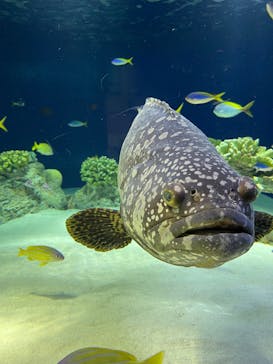 マリンワールド海の中道に投稿された画像（2025/3/1）