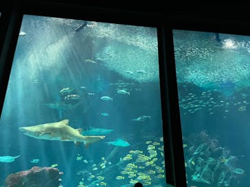 マリンワールド海の中道に投稿された画像（2025/3/1）