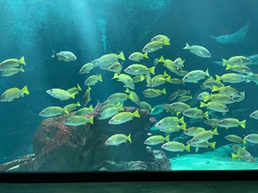 マリンワールド海の中道に投稿された画像（2025/3/1）