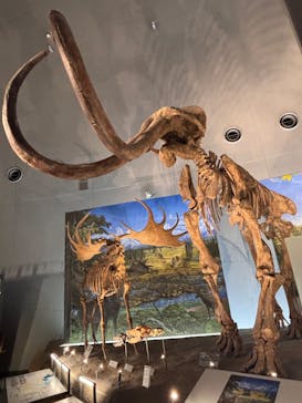 福井県立恐竜博物館に投稿された画像（2025/3/1）