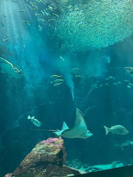 マリンワールド海の中道に投稿された画像（2025/3/1）