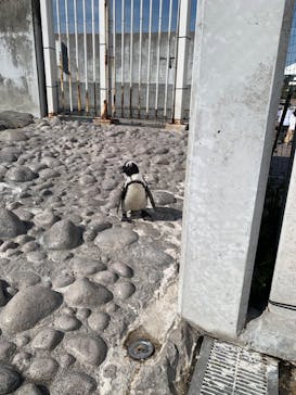 横浜・八景島シーパラダイスに投稿された画像（2025/3/1）