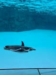 葛西臨海水族園に投稿された画像（2025/3/1）