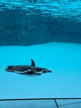 葛西臨海水族園に投稿された画像（2025/3/1）