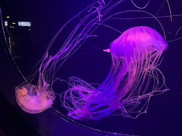 マリンワールド海の中道に投稿された画像（2025/3/1）