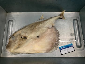 横浜・八景島シーパラダイスに投稿された画像（2025/3/1）