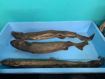 横浜・八景島シーパラダイスに投稿された画像（2025/3/1）