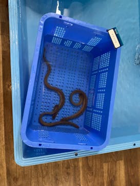 横浜・八景島シーパラダイスに投稿された画像（2025/3/1）