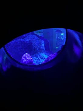 すみだ水族館に投稿された画像（2025/3/1）