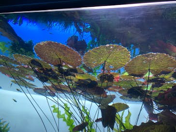 すみだ水族館に投稿された画像（2025/3/1）