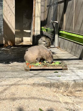 東武動物公園に投稿された画像（2025/3/1）