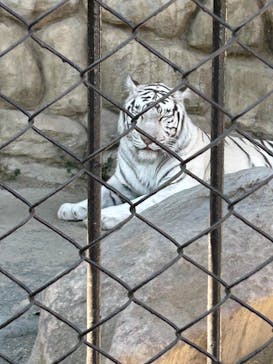東武動物公園に投稿された画像（2025/3/1）