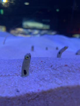 マリンワールド海の中道に投稿された画像（2025/3/1）