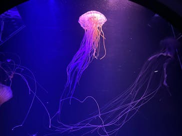 マリンワールド海の中道に投稿された画像（2025/3/1）