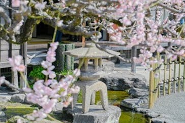 仙巌園に投稿された画像（2025/3/1）