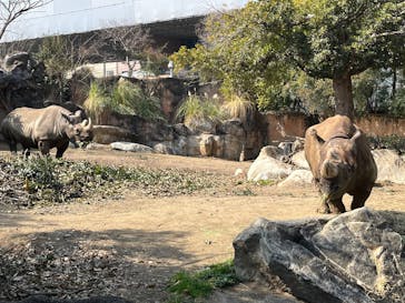 天王寺動物園に投稿された画像（2025/3/1）