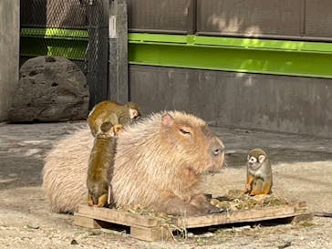 東武動物公園に投稿された画像（2025/3/1）