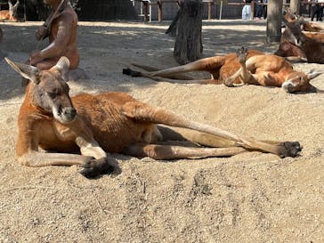 東武動物公園に投稿された画像（2025/3/1）