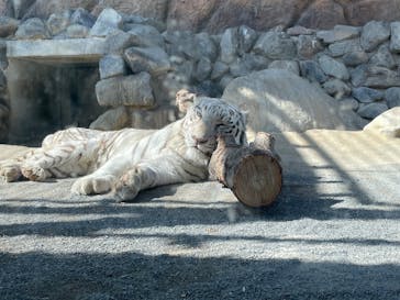 東武動物公園に投稿された画像（2025/3/1）
