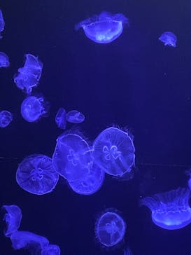 沖縄美ら海水族館に投稿された画像（2025/3/1）