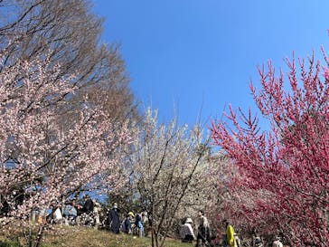 偕楽園本園に投稿された画像（2025/3/1）