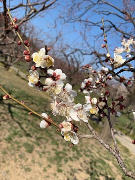 偕楽園本園に投稿された画像（2025/3/2）