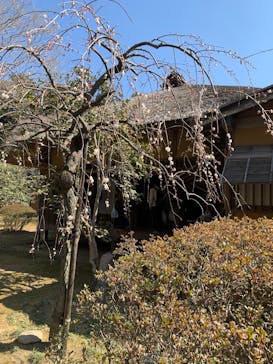 偕楽園本園に投稿された画像（2025/3/2）