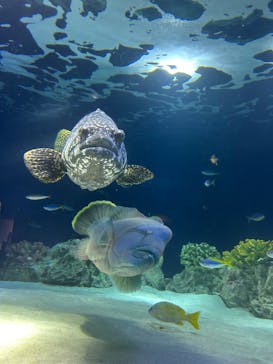 マリンワールド海の中道に投稿された画像（2025/3/2）