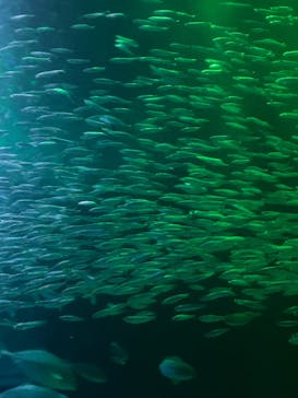 マリンワールド海の中道に投稿された画像（2025/3/2）